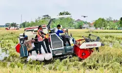 Prabowo umumkan swasembada pangan, produksi naik dan impor turun signifikan