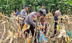 Dukung ketahanan pangan, Polres Kudus panen jagung serentak 26 ton