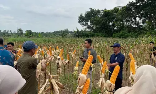 Pemkot Serang manfaatkan lahan tidur untuk kembangkan jagung industri Pemkot Serang manfaatkan lahan tidur untuk kembangkan jagung industri