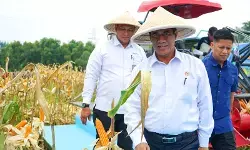 Pemerintah dorong Bulog ekspor jagung saat produksi alami surplus
