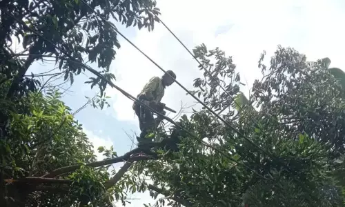 Cegah tumbang, Sudin Tamhut Jaktim siapkan penanganan pohon pada 2026