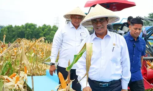Pemerintah dorong Bulog ekspor jagung saat produksi alami surplus