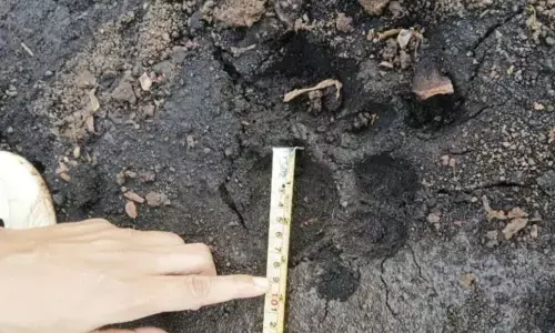 BBKSDA Riau deteksi jejak Harimau Sumatra di Siak BBKSDA Riau deteksi jejak Harimau Sumatra di Siak