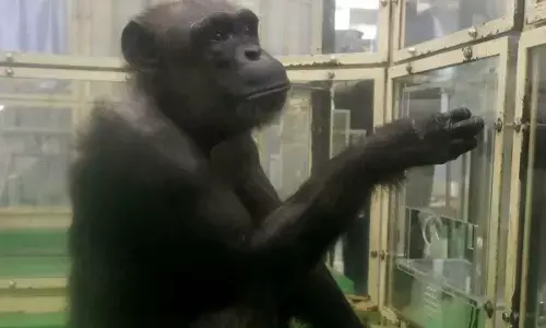 Simpanse cerdas asal Jepang tutup usia pada 49 Tahun