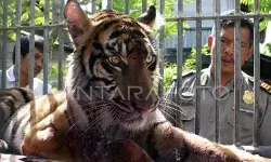 BPBD Nagan Raya Aceh evakuasi potongan tubuh warga dimangsa harimau