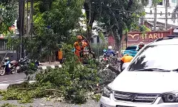 Lima pohon tumbang di Jakarta akibat hujan disertai angin kencang Lima pohon tumbang di Jakarta akibat hujan disertai angin kencang
