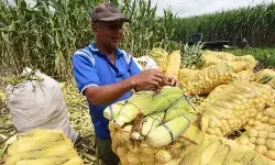 Harga pangan hari ini: Bawang merah Rp40.396, telur ayam Rp30.648/kg