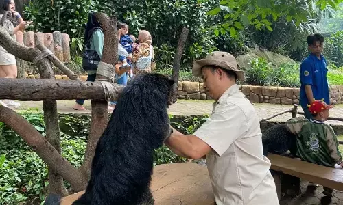 Pemkot tunggu hasil kajian Kemenhut soal kondisi satwa Bandung Zoo Pemkot tunggu hasil kajian Kemenhut soal kondisi satwa Bandung Zoo
