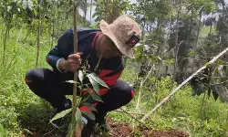 Siapkan jalur pendakian Gunung Prau warga Campurejo tanam 500 pohon Siapkan jalur pendakian Gunung Prau warga Campurejo tanam 500 pohon