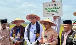Tingkatkan kesejahteraan petani, lumbung pangan BAZNAS di Sulbar sukses panen raya