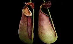 Deteksi medsos berujung temuan predator bergigi kecil di Kalbar