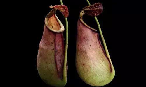 Deteksi medsos berujung temuan predator bergigi kecil di Kalbar