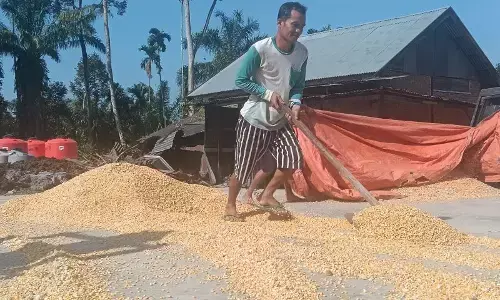 Petani di Palembayan Agam siap beralih ke tanam jagung Petani di Palembayan Agam siap beralih ke tanam jagung