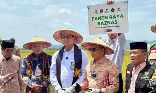 Tingkatkan kesejahteraan petani, Lumbung Pangan BAZNAS di Sulbar panen raya