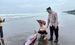 Polisi bersama aktivis selamatkan paus terdampar di Jembrana