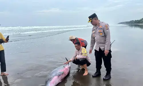 Polisi bersama aktivis selamatkan paus terdampar di Jembrana