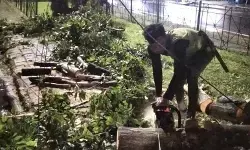 Petugas evakuasi pohon tumbang yang menimpa rumah dinas di Jaktim Petugas evakuasi pohon tumbang yang menimpa rumah dinas di Jaktim