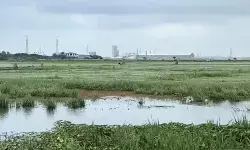 Banjir rendam belasan hektare sawah di Jakut, petani gagal panen