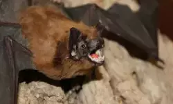 Jepang peringatkan risiko virus Nipah bagi warganya di India