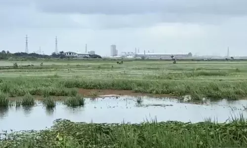 Banjir rendam belasan hektare sawah di Jakut, petani gagal panen Banjir rendam belasan hektare sawah di Jakut, petani gagal panen