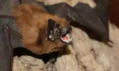 Jepang peringatkan risiko virus Nipah bagi warganya di India