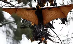 Antisipasi virus Nipah, Pemprov DKI diminta tingkatkan surveilans