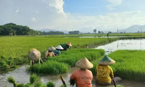 Peran petani muda menggiring pupuk organik jadi primadona