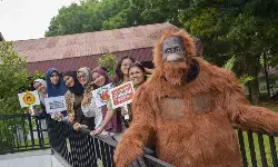 Hari Primata, Belantara dorong kolaborasi jaga primata asli Indonesia