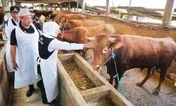 Melindungi lumbung ternak nasional demi kedaulatan pangan Melindungi lumbung ternak nasional demi kedaulatan pangan