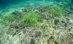 Pemerintah genjot konservasi terumbu karang melalui pengalihan utang