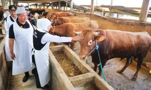 Melindungi lumbung ternak nasional demi kedaulatan pangan