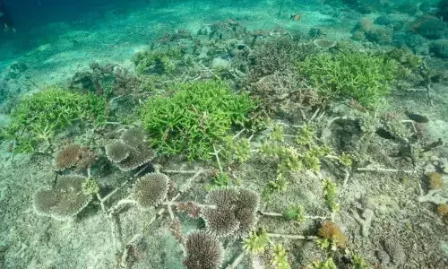 Pemerintah genjot konservasi terumbu karang melalui pengalihan utang Pemerintah genjot konservasi terumbu karang melalui pengalihan utang