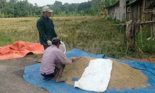Panen padi di Lebak tingkatkan produksi pangan dan ekonomi petani Panen padi di Lebak tingkatkan produksi pangan dan ekonomi petani
