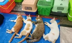 KPKP Jaktim targetkan sterilisasi 2.200 ekor kucing pada 2026