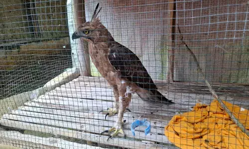 Seekor Elang Jawa tabrak jendela kaca di Sukabumi