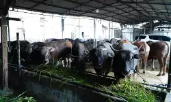 Satgas Saber jaga stabilitas harga daging sapi di tingkat RPH Satgas Saber jaga stabilitas harga daging sapi di tingkat RPH
