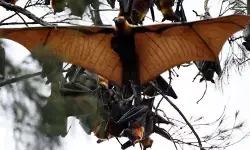 Hindari Virus Nipah, warga diminta tidak konsumsi buah yang terbuka