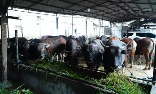 Satgas Saber jaga stabilitas harga daging sapi di tingkat RPH
