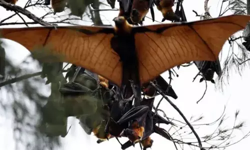 Hindari Virus Nipah, warga diminta tidak konsumsi buah yang terbuka