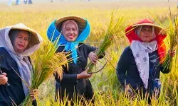 Bapanas pertimbangkan ekspor setelah serapan beras naik tajam