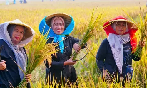 Bapanas pertimbangkan ekspor setelah serapan beras naik tajam