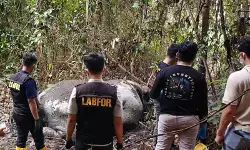 Kemenhut dalami kematian gajah tanpa kepala di area perusahaan di Riau