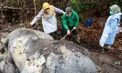 Polisi temukan proyektil di lokasi gajah mati dengan kepala terpotong