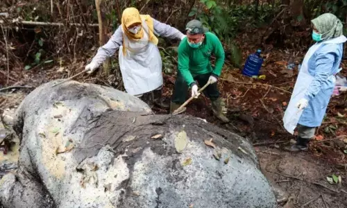 Polisi temukan proyektil di lokasi gajah mati dengan kepala terpotong