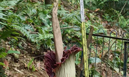 Bunga bangkai raksasa Amorphopallus titanum mekar di Kebun Raya Bogor