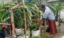 Petani Menes Pandeglang butuh bapak angkat kembangkan buah naga