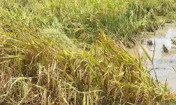 Banyuasin lindungi sawah pertahankan produksi beras terbesar nasional