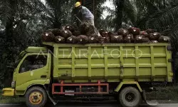 POPSI soroti pentingnya akurasi data sawit di kawasan hutan