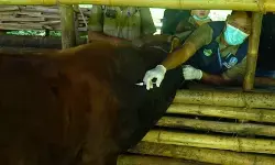 Kementan salurkan 151 ribu dosis vaksin PMK ke Jabar