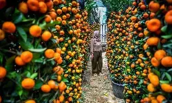 Momentum Imlek dan Ramadhan bisa mendorong konsumsi masyarakat